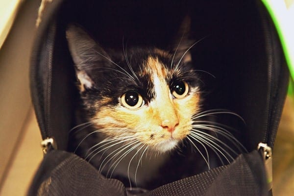 Fix Houston Cat in a soft-sided carrier