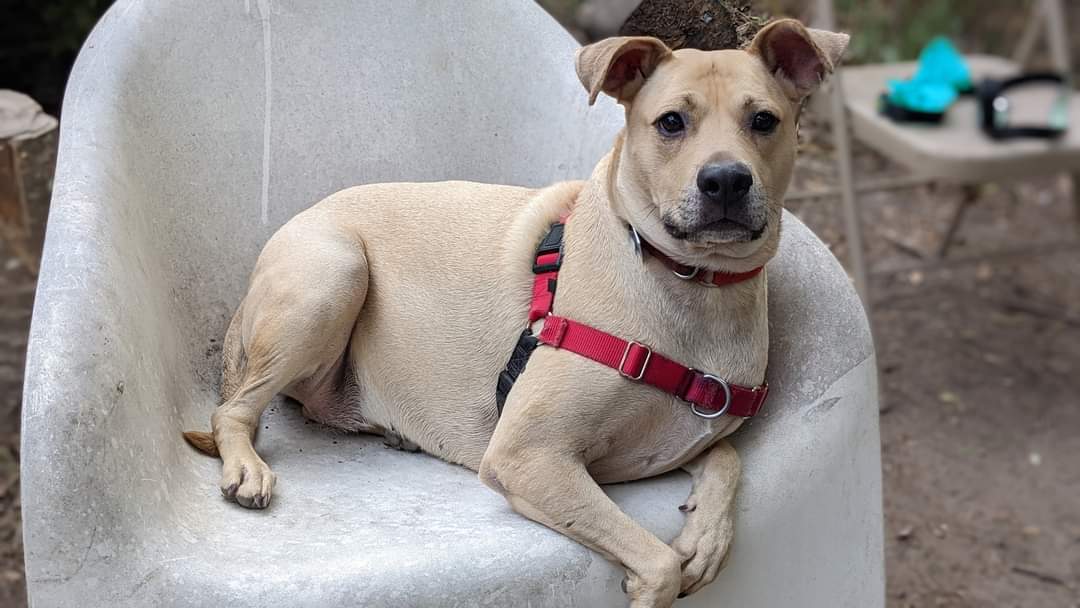 Lulu Friends For Life Animal Shelter