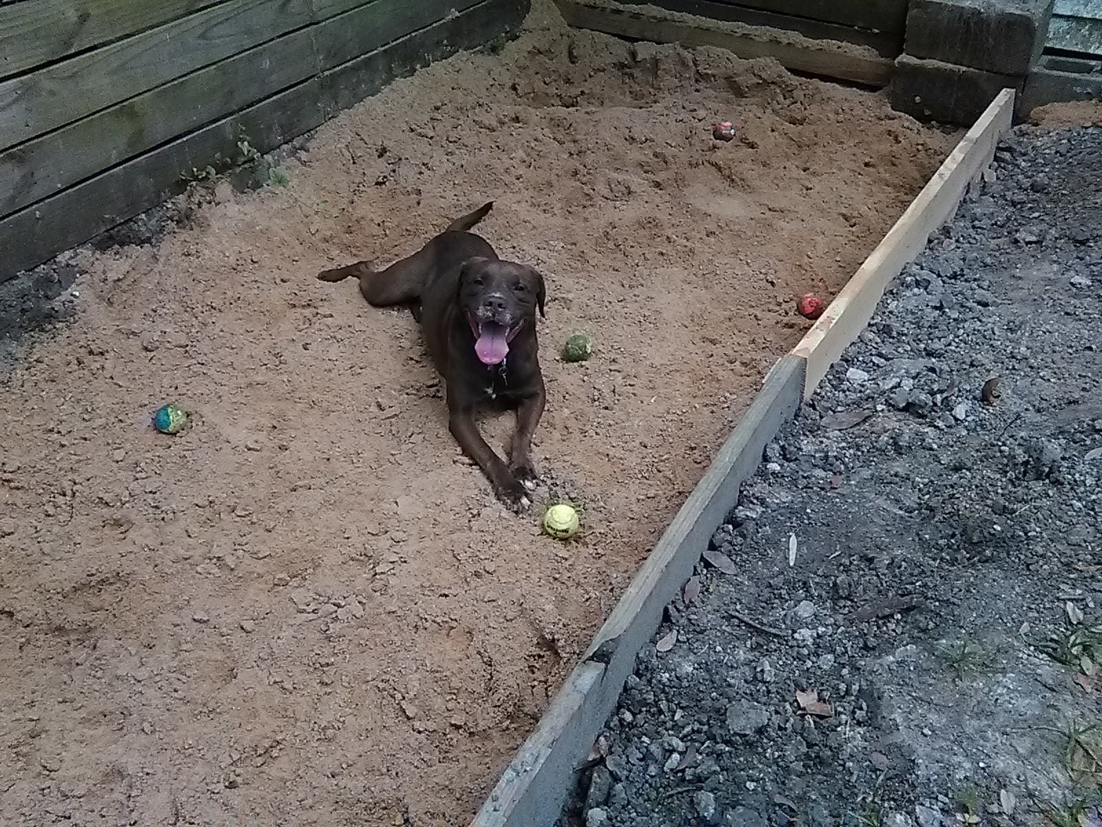 Dog dig shop box