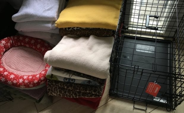 Preparations for staying home with your pet during a disaster.