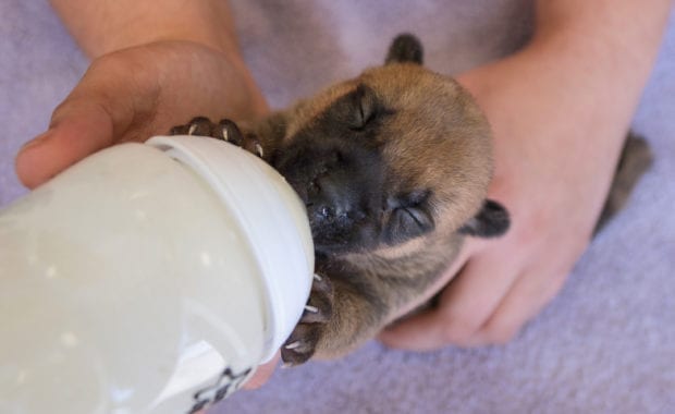 bottle fed puppy