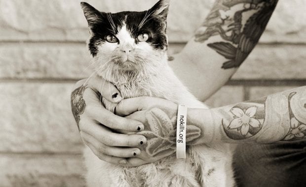 Tosca cat photographed by Isa Leshko