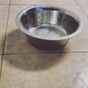 Empty metal dog food bowl
