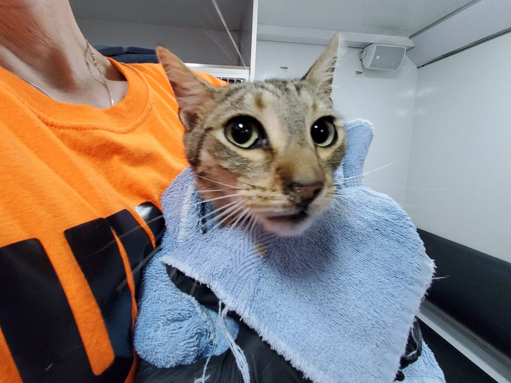 Zen the cat, our first patient for the day