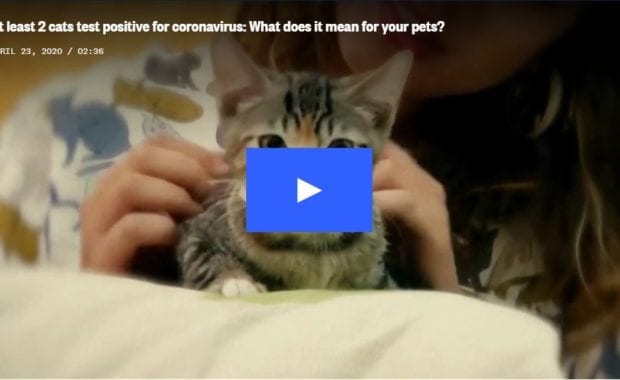 NBC-News-Two-Cats-Coronavirus-Article