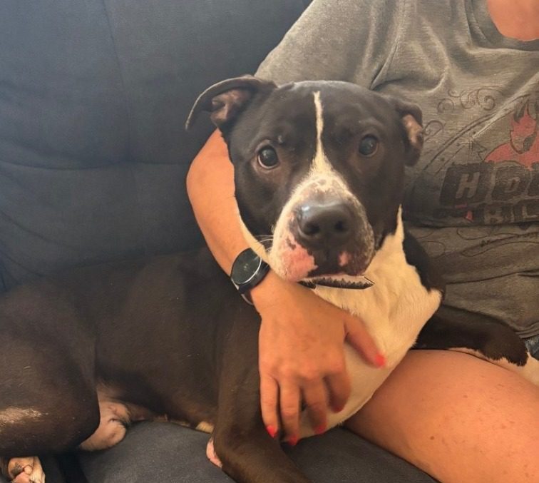 Smooch - Friends For Life Animal Shelter